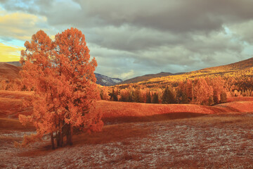 沈烨苏卿卿窦姿若是什么小说